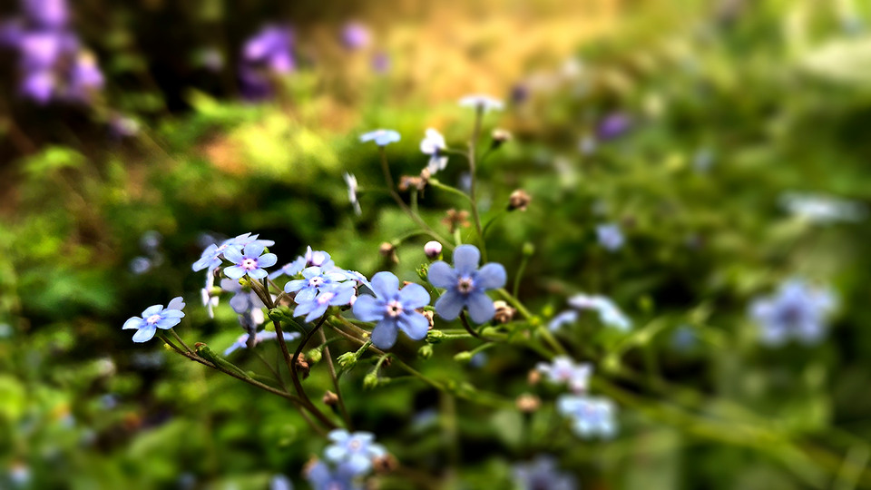 Foto på blommande förgätmigej, Dalslands landskapsblomma